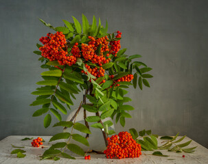 Bouquet of rowan branches with bunches of red berries