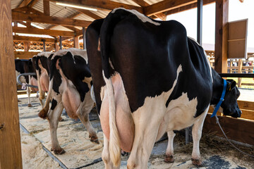 Cows on dairy farm. Cows breeding at modern milk or dairy farm. Cattle feeding with hay. Cattle breeding rear view milk udder - obrazy, fototapety, plakaty