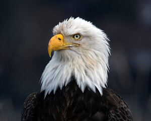 Beautiful Head Shot of an American Bald Eagle