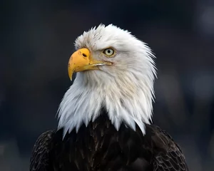 Foto op Plexiglas Beautiful Head Shot of an American Bald Eagle © Ron