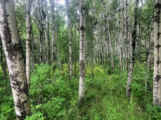 Gardinen A closeup photo of a grove of birch trees, or paper birches also known as betula papyrifera, in Alberta, Canada © christopher
