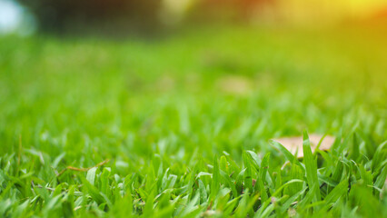 natural green grass with bokeh background sunny day in the summer garden