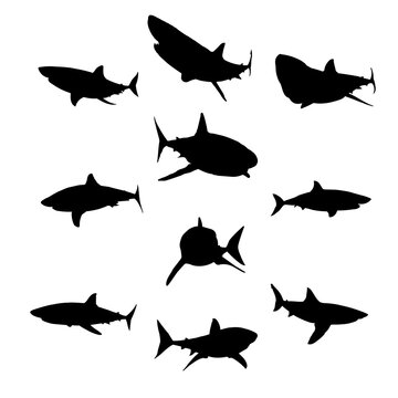 sharks silhouette hand drawing vector illustration isolated on background