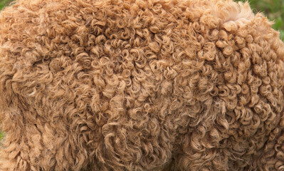 Natural raw sheep wool, selective focus
with seamless texture background. Sheepskin, Wool fabric. Fluffy sheepskin close up, Grease wool, The natural waviness of the
wool fiber.