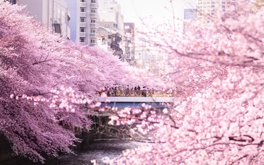 Tuinposter Japanese bridge above Meguro river where there are a crowd of people with beautiful pink Cherry blossoms sakura in full bloom © Lee
