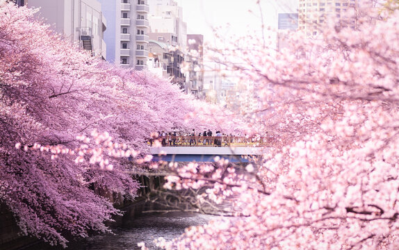 Japanese bridge above Meguro river where there are a crowd of people with beautiful pink Cherry blossoms sakura in full bloom