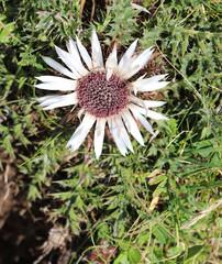 CARDO dry flower with pungent aculents is a typical flower of the alpine flora