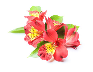 Composition with red alstroemeria flowers isolated on white background
