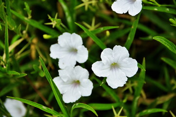white flowers in the garden