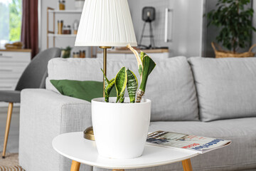 Wilted houseplant with lamp and magazine on table in living room