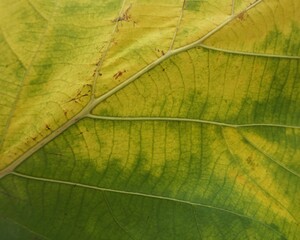    Photographs of leaf shapes and patterns  