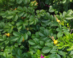 Rose hip background. Rosehip leaves. Ripening wild rose. Dog-rose.