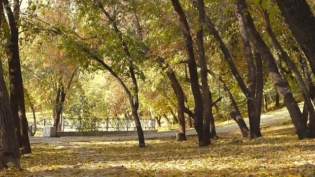 Empty paths, walkways and alley in autumn public park, fall season of scenic landscape in city central forest, september background