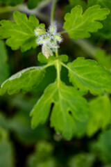 Chelidonium majus flower in meadow, close up 