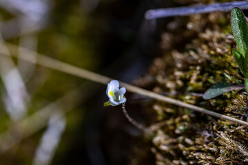 Pinguicula alpina flower in meadow