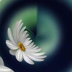 A white beautiful chamomile daisy flower beauty concepts.