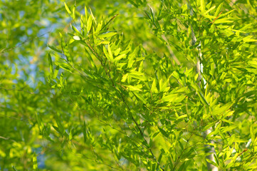 緑の竹藪の笹の葉が風にそよぐ。竹林は日本や中国の自然の景色。