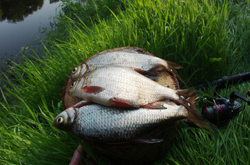 Roach fish and bream on a fishing net on the grass.