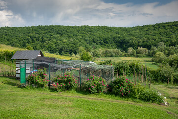 cage with chickens near rose bushes in Romania