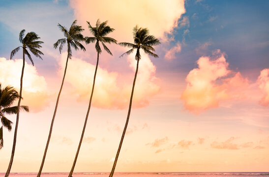 Palm trees ocean and colorful sunset sky	