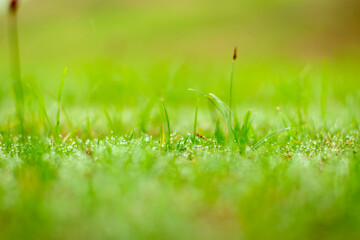 beautiful dew on green grass background image