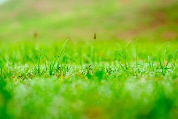 beautiful dew on green grass background image