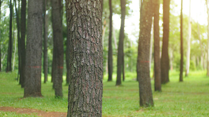 Obraz premium pine and tall trees natural landscape and sunset shining through on natural background Chiang Mai Province, Thailand