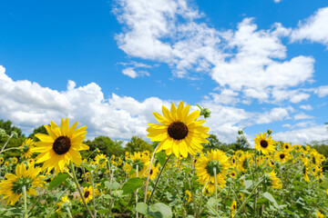 Fototapeta premium 青空と白い雲とひまわり畑 奈良県馬見丘陵公園