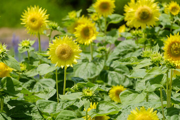 ひまわり畑　奈良県馬見丘陵公園