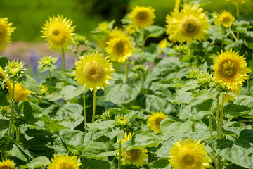 ひまわり畑　奈良県馬見丘陵公園