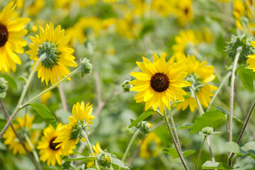 ひまわり畑　奈良県馬見丘陵公園