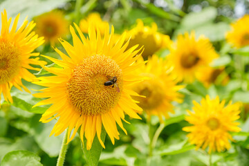 ひまわり畑と蜜蜂　