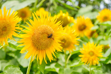 ひまわり畑と蜜蜂　