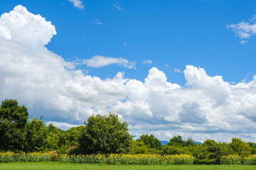 Fototapeta na wymiar 青空と白い雲とひまわり畑　奈良県馬見丘陵公園
