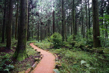 Fototapeta premium footpath in the cedar forest