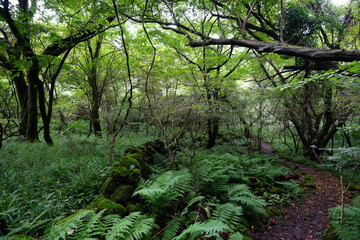 pathway through dense summer forest