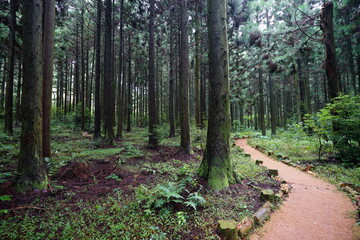 Fototapeta na wymiar footpath in the cedar forest