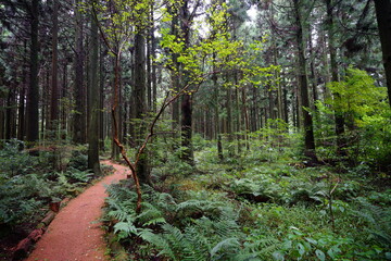 footpath in the cedar forest
