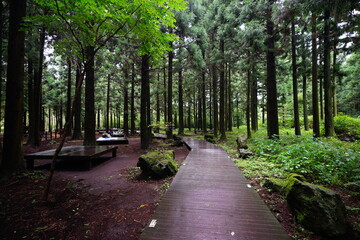 fine boardwalk in cedar forest