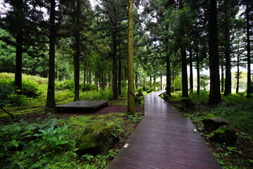 fine boardwalk in cedar forest