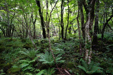 fern and old trees in wild forest