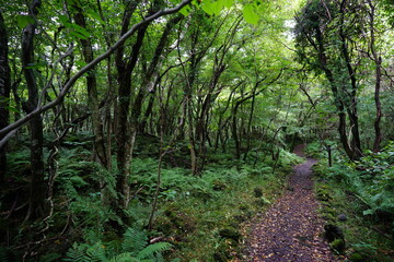 pathway through dense summer forest
