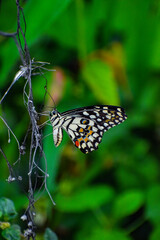 Butterfly closeup background blurred nature photography