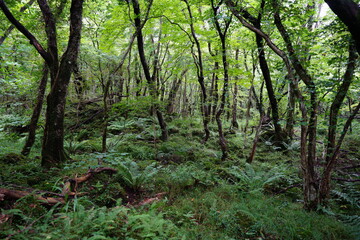 Fototapeta na wymiar fern and old trees in wild forest