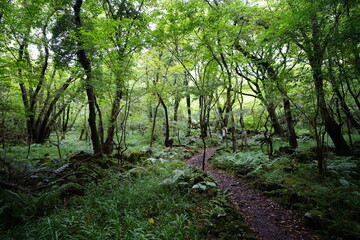 dense summer forest in the gleaming sunlight