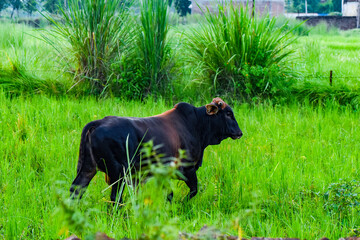 Black Bull being wild in farmland 
