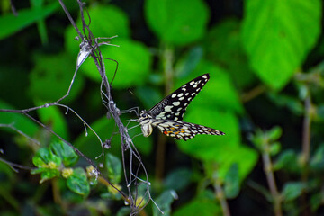 Fototapeta na wymiar Butterfly closeup background blurred nature photography