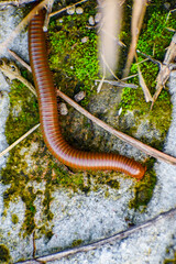 Millipede myriapoda spirostreptus giganteus