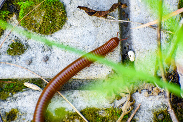 Millipede myriapoda spirostreptus giganteus