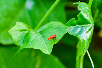 Insects on Green Leaf